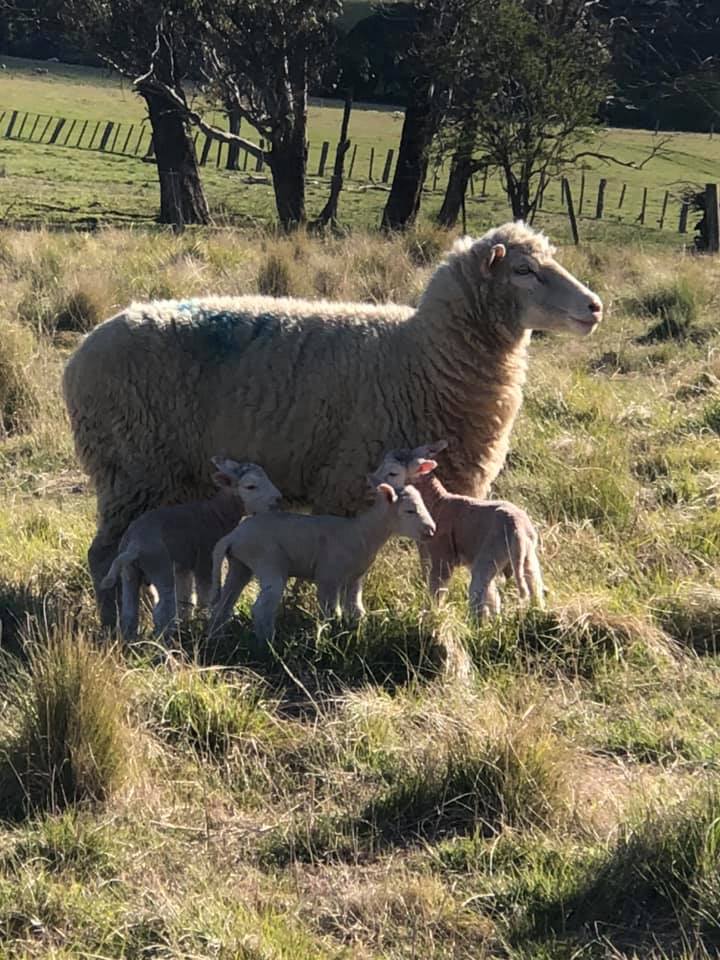 Lambs