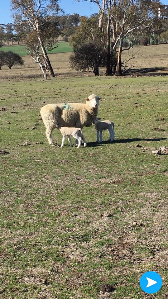 Lambs