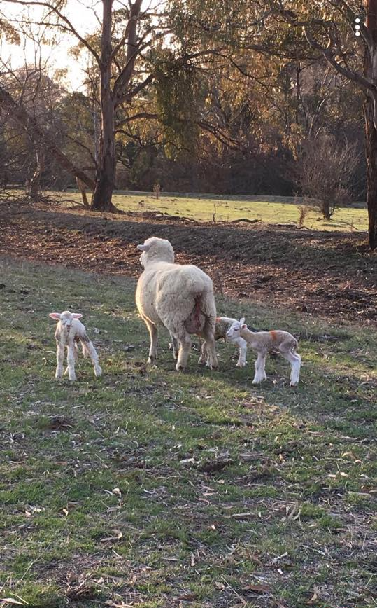 Lambs