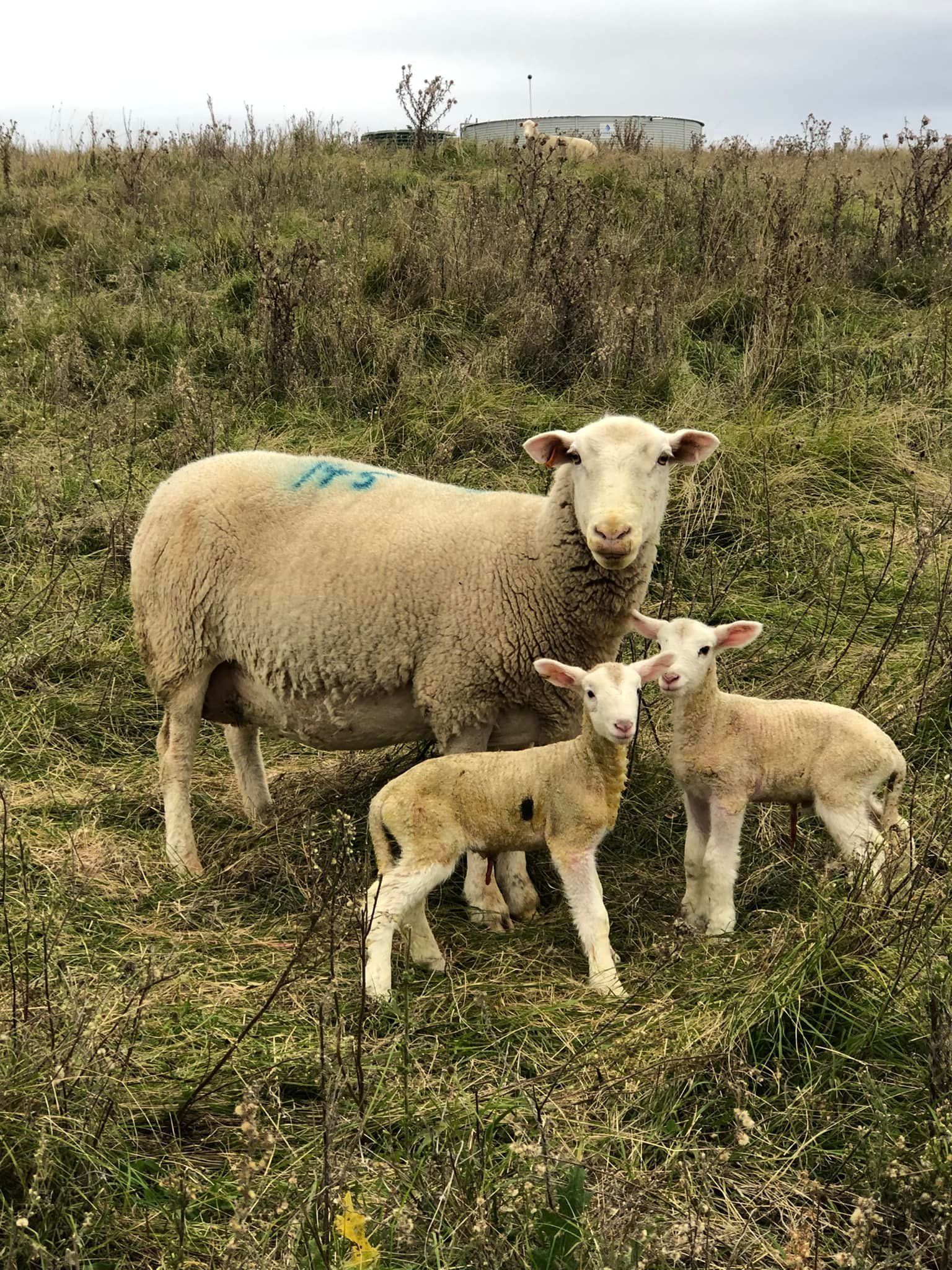 Lambs