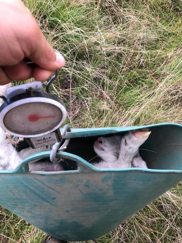 Lambs