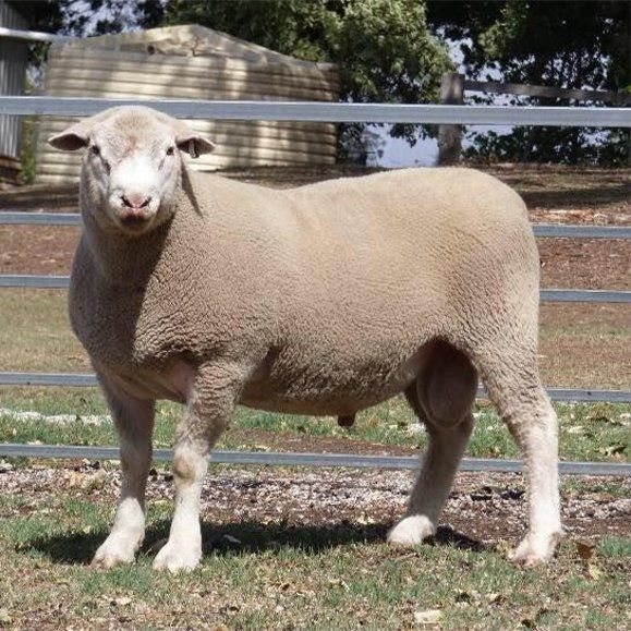 Lambs