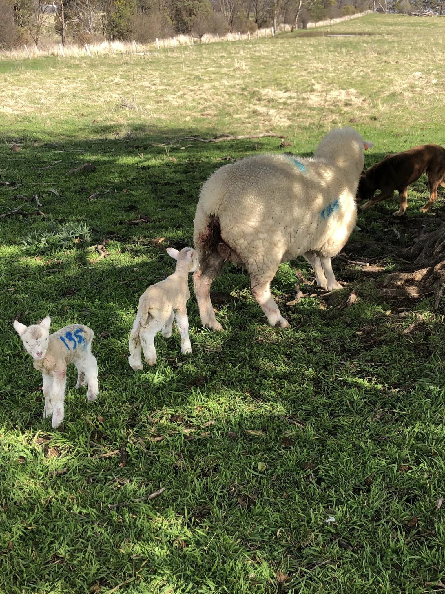 Lambs