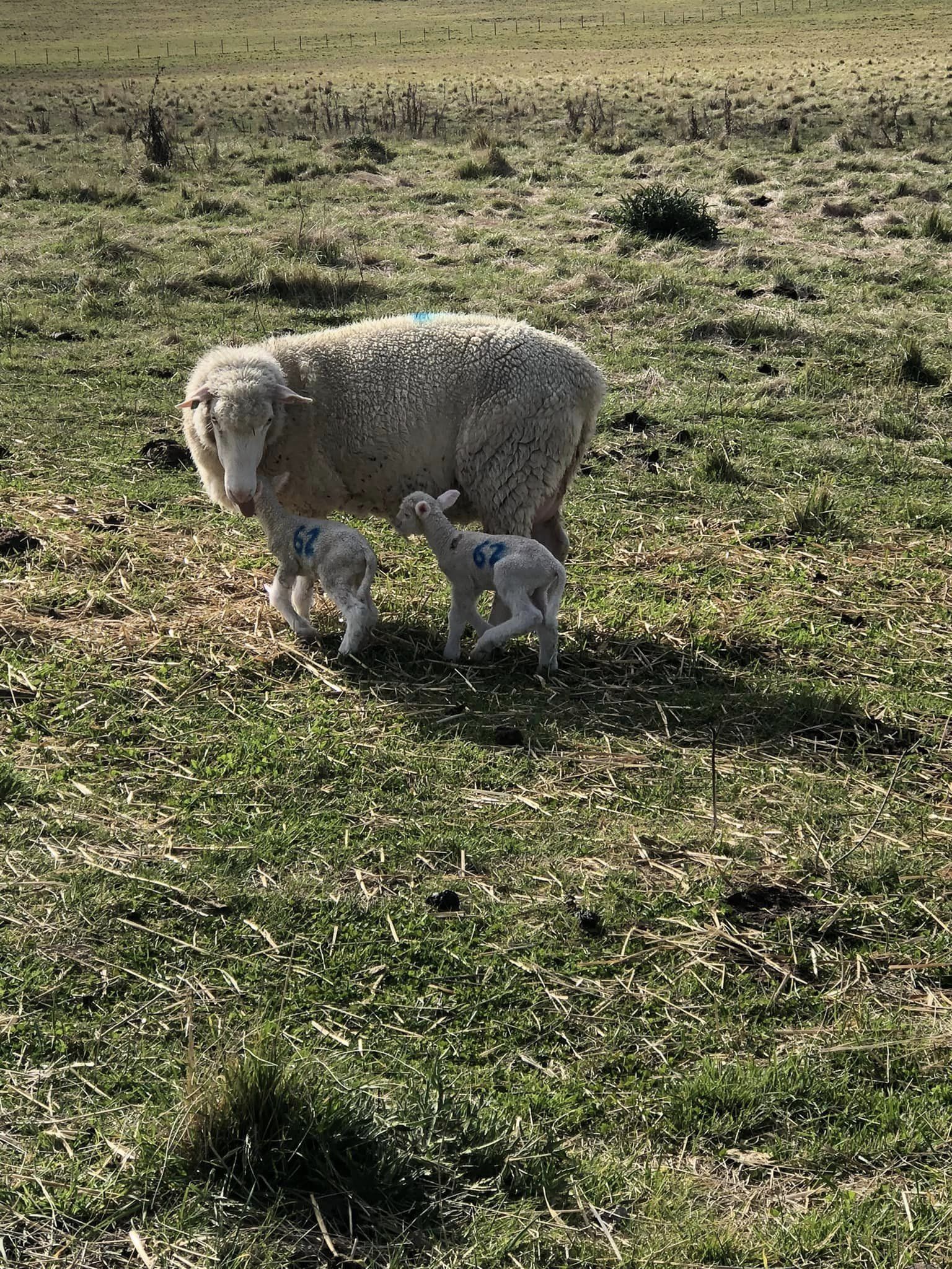 Lambs