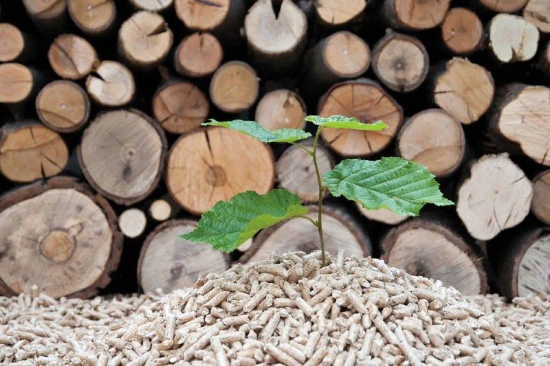 ceppi di legno