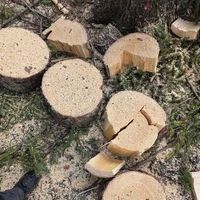 A weathered tree stump with two freshly cut, circular cross-sections sitting in a dry, grassy field.