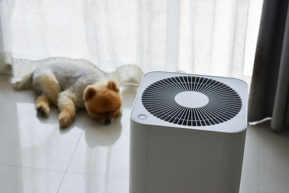 White Air Purifier With a Sleeping Dog Nearby in a Room — Climate King In Parkes, NSW