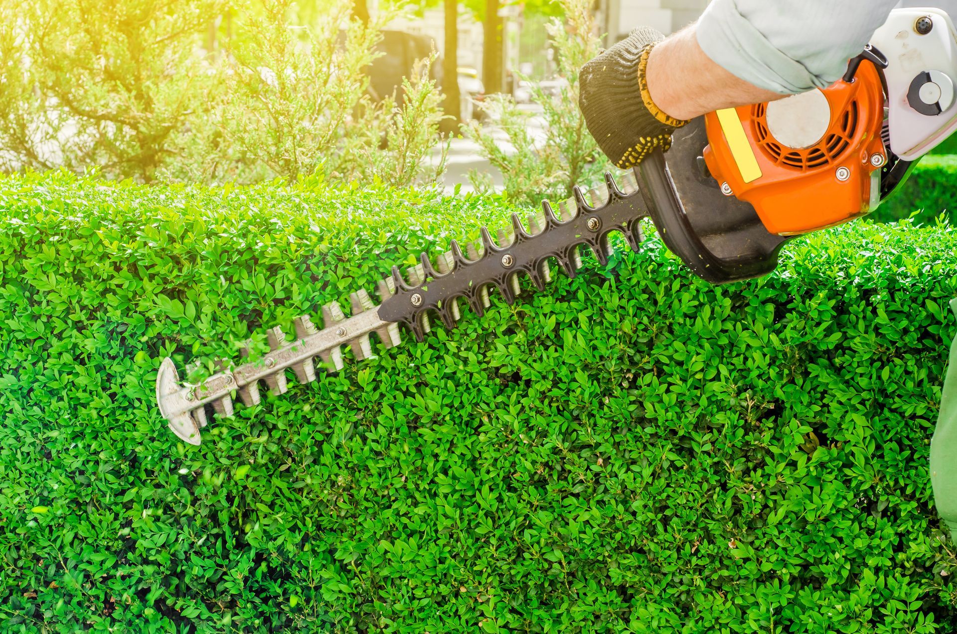 Hedge trimming near Shawnee, Kansas