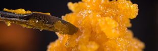 Tongs holding a dab of orange cannabis concentrate. A large pile of the concentrate is in the background.