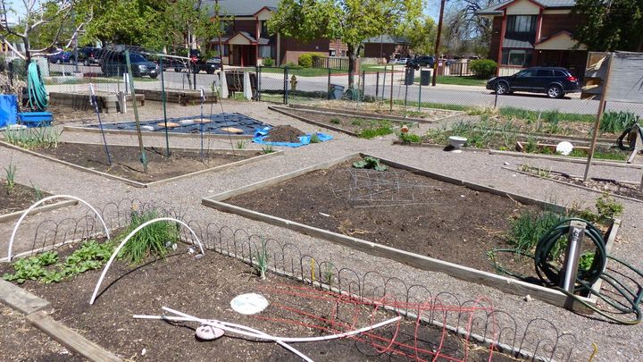 Raised garden beds in a community garden, with sparse plants, hoses, and a street in the background