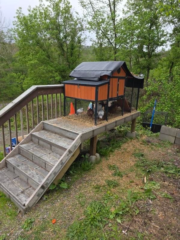Wooden ramp leading to an orange-and-black chicken coop in a grassy yard, with trees in the background