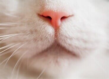 A close up of a white cat 's nose and whiskers.