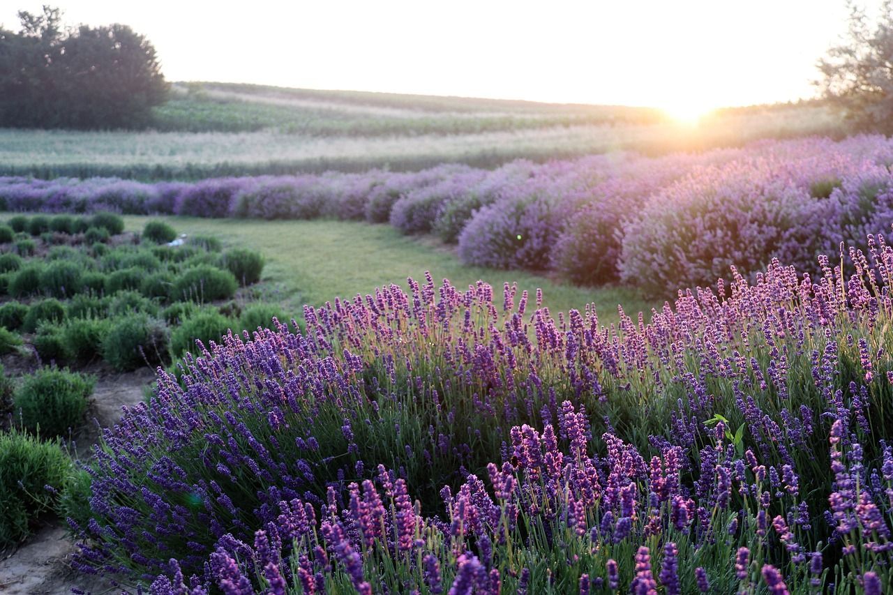 Lavendelhecke anlegen, Lavendel im Garten pflegen und shcneiden