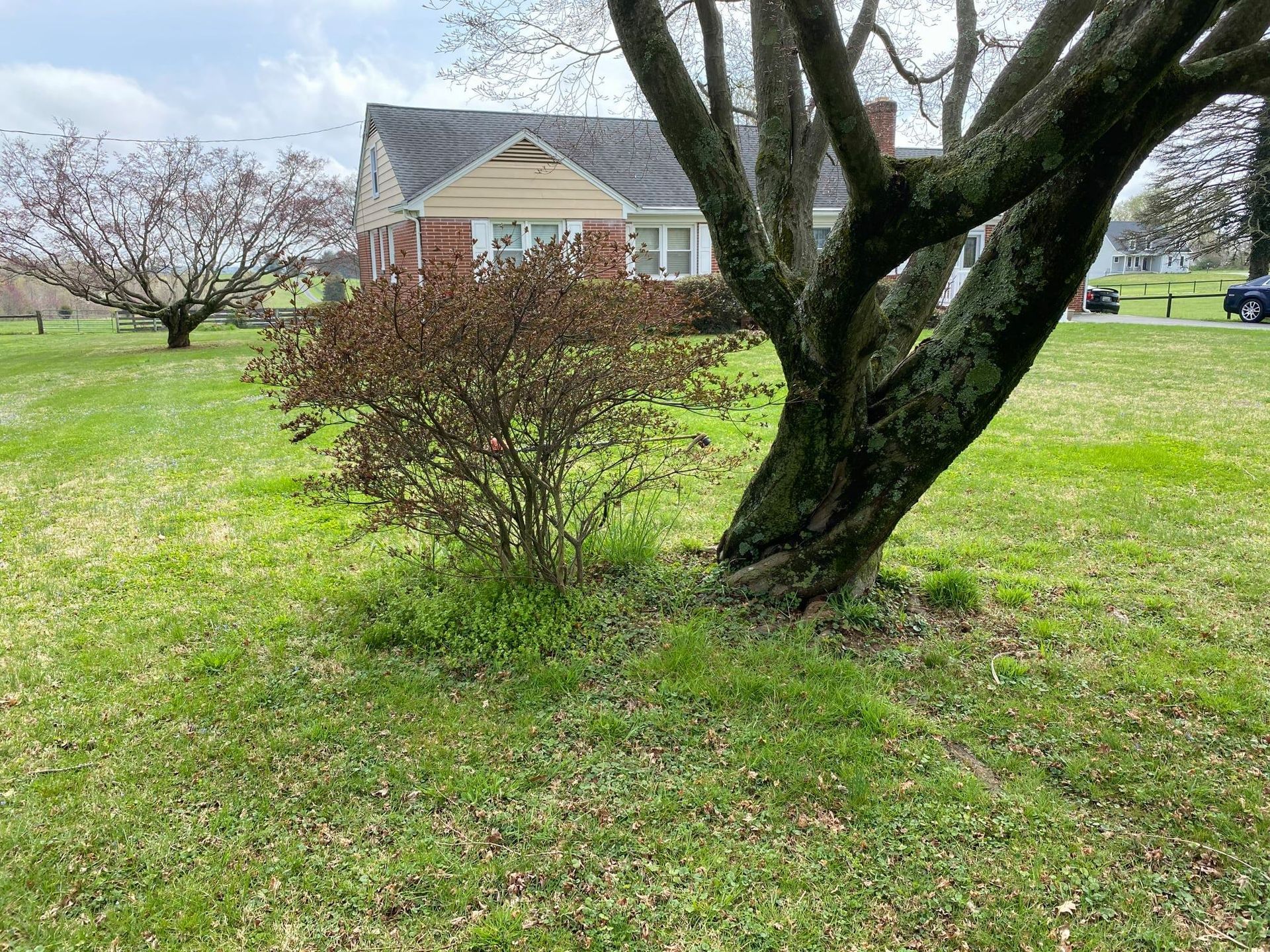 A tree in a yard with a house in the background.
