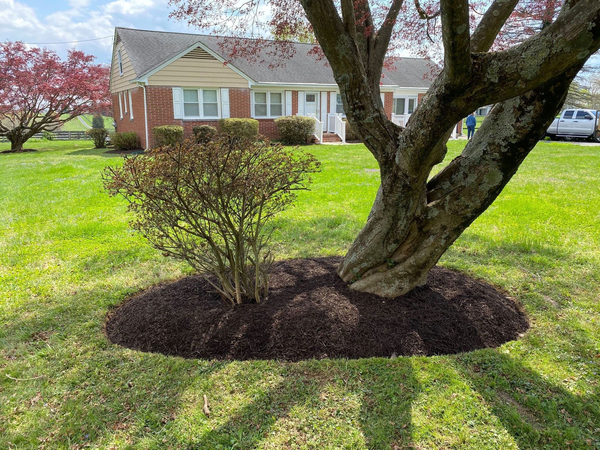 A tree in a yard with mulch around it in front of a house.