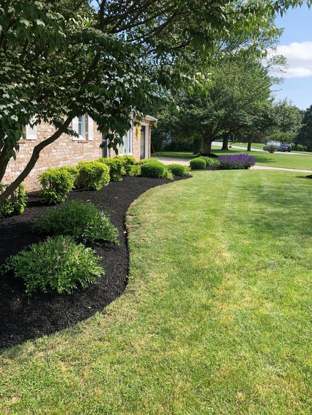 A lush green yard with a brick house in the background.