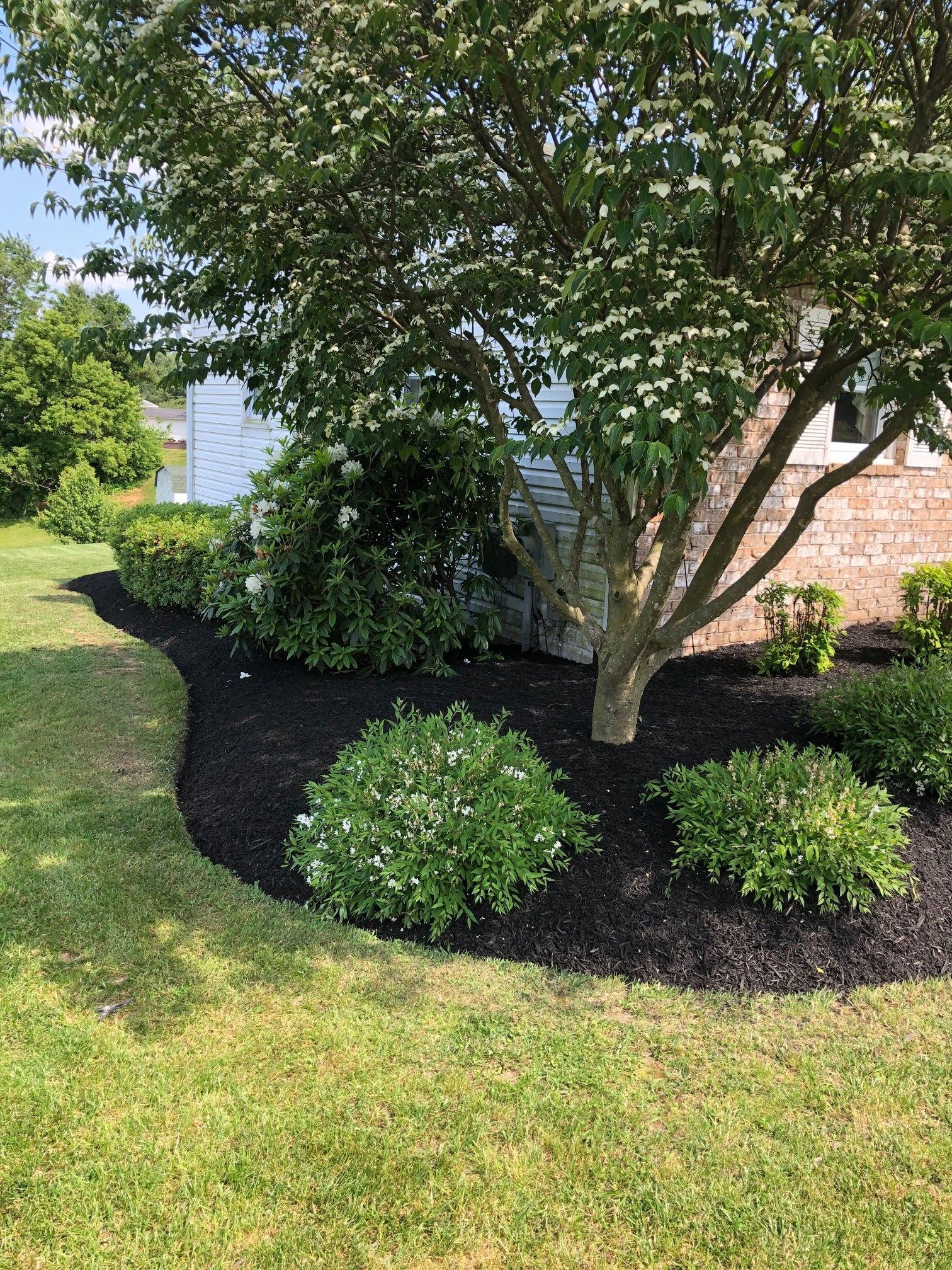 A lush green yard with a tree and bushes surrounded by mulch.