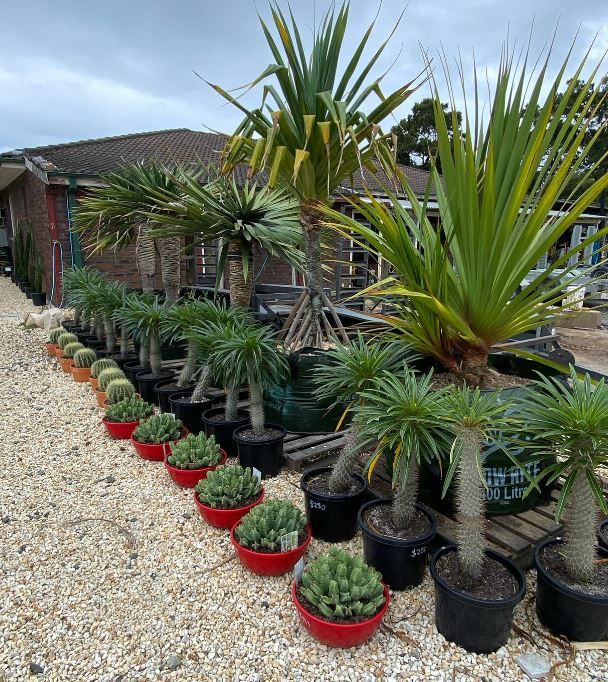 Feature tree installations | Central Coast