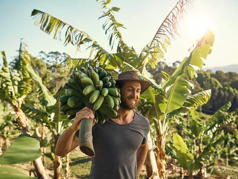 Man carrying a large bunch of green bananas in a sunny banana plantation