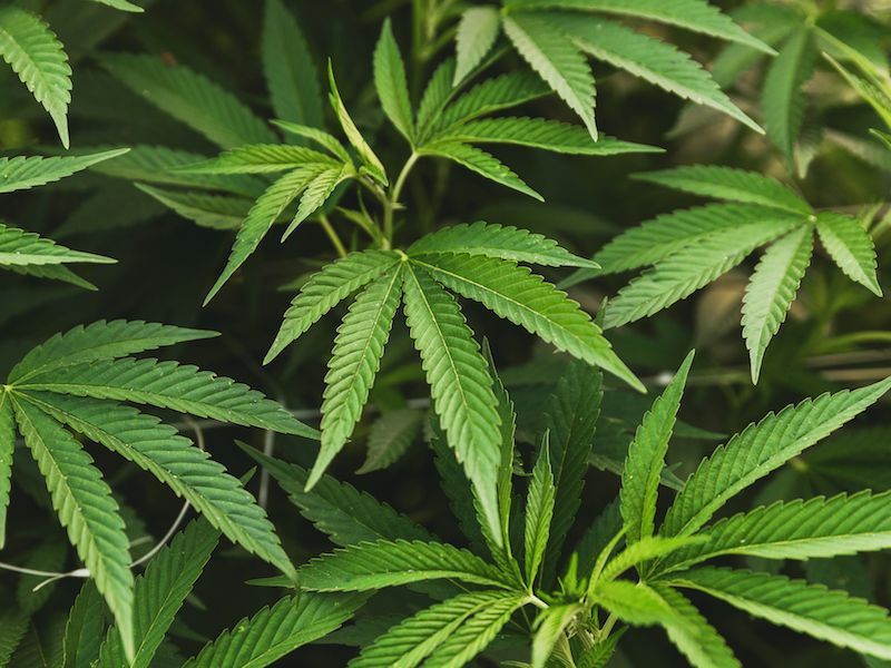Green cannabis leaves against a dark background.
