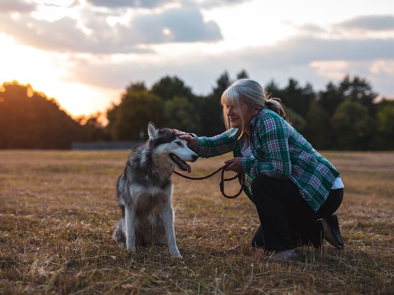 Woman kneeling in a field, gently petting a husky at sunset.