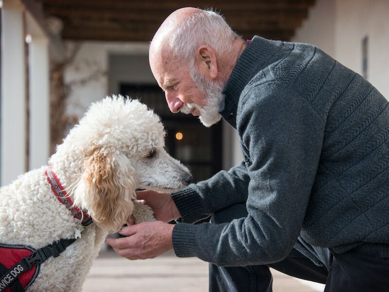 Elderly man gently holding a white poodle’s face indoors, both facing each other.