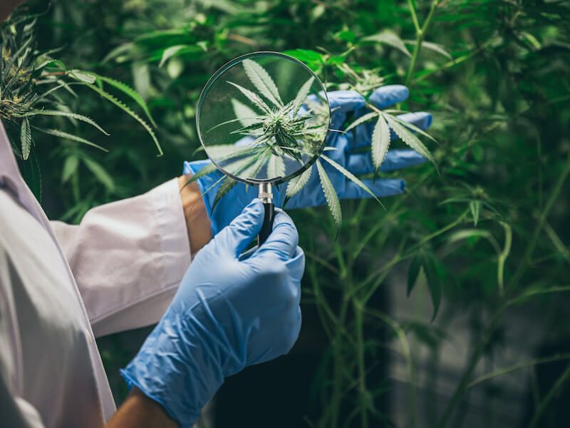 Gloved hands examining a plant sample with a magnifying glass in a lab setting