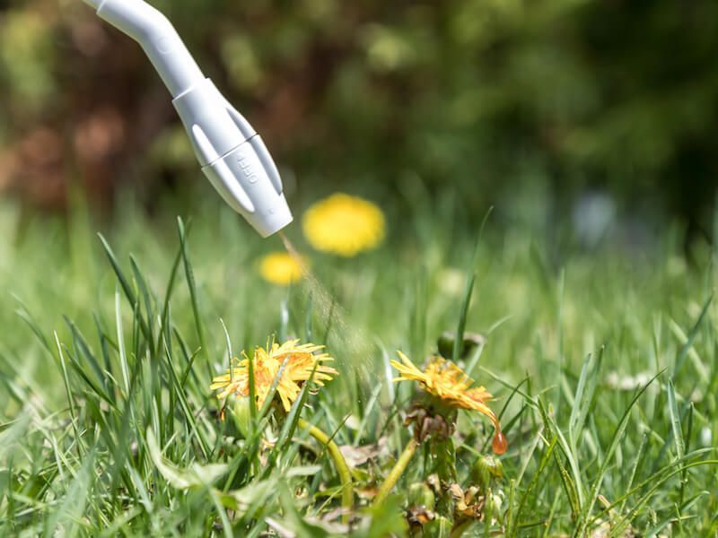 White sprayer watering yellow flowers in green grass outdoors