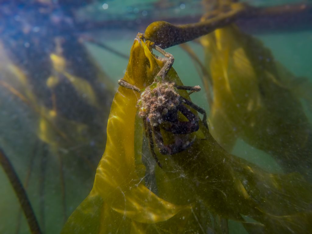 All About Kelp With Jeff Whitty