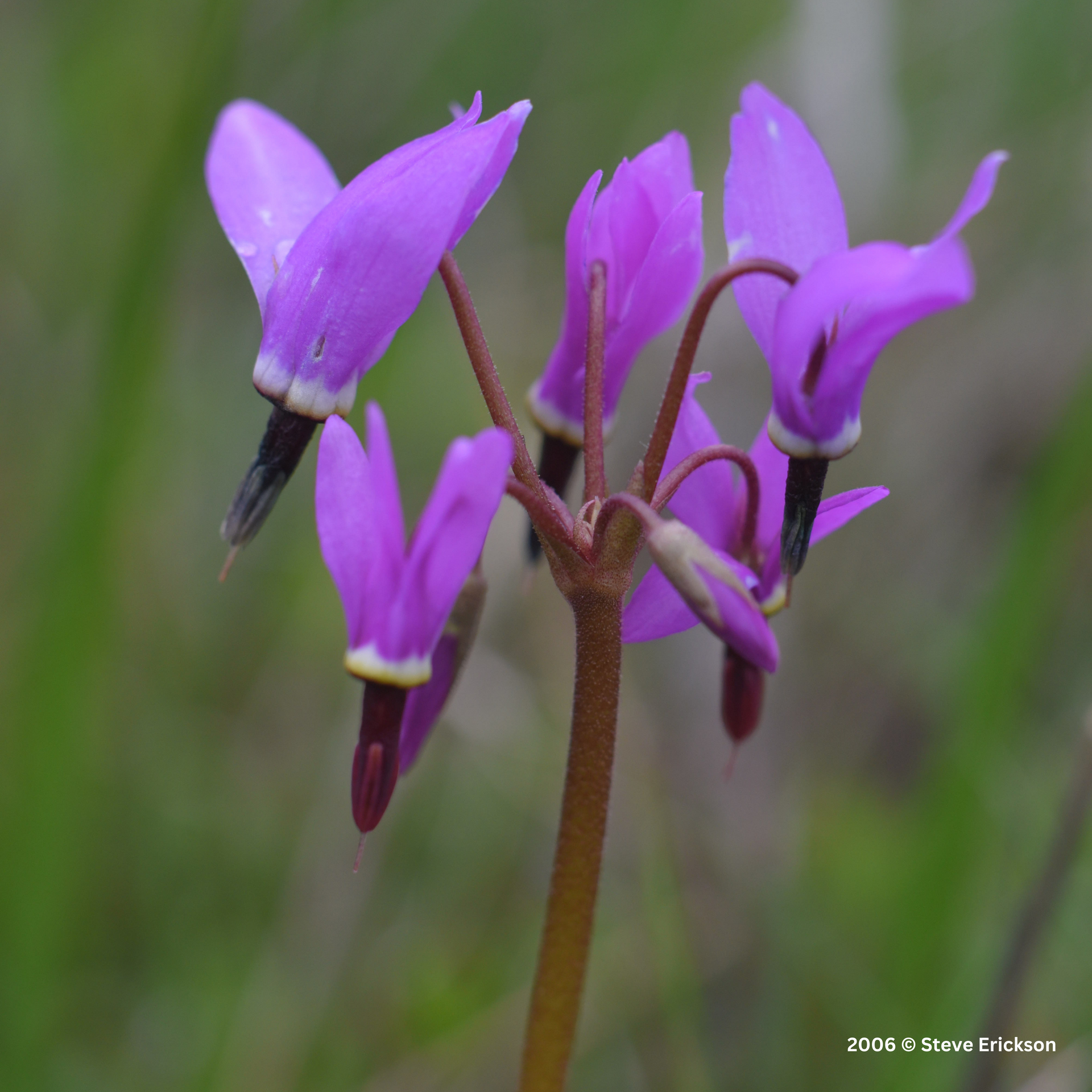 close up of a purple flower that looks like a shooting star