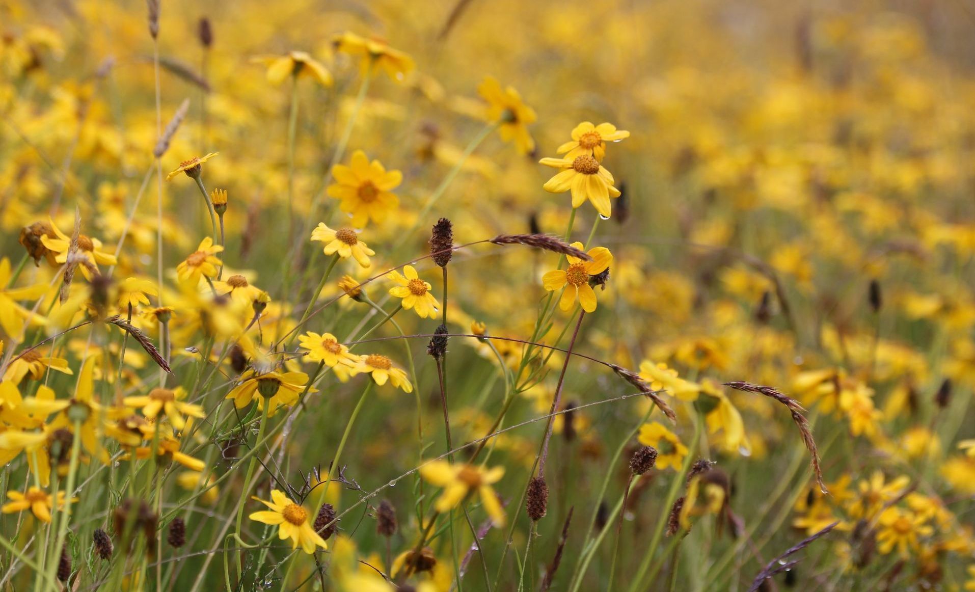 a field of small, yellow sunflowers