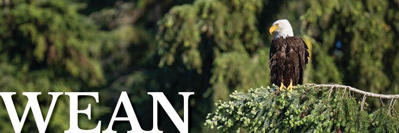 bald eagle on a tree branch with WEAN logo