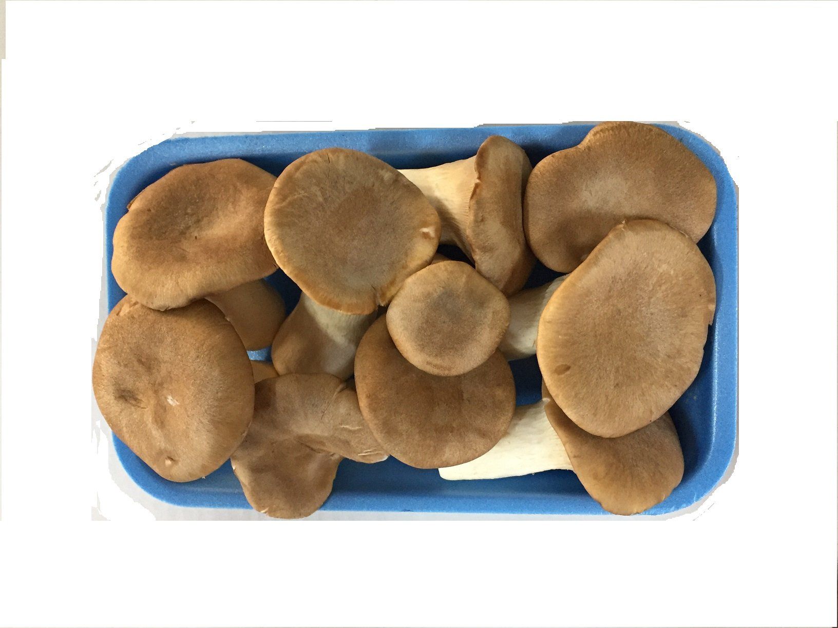 Funghi cardoncelli in una vaschetta di plastica blu.