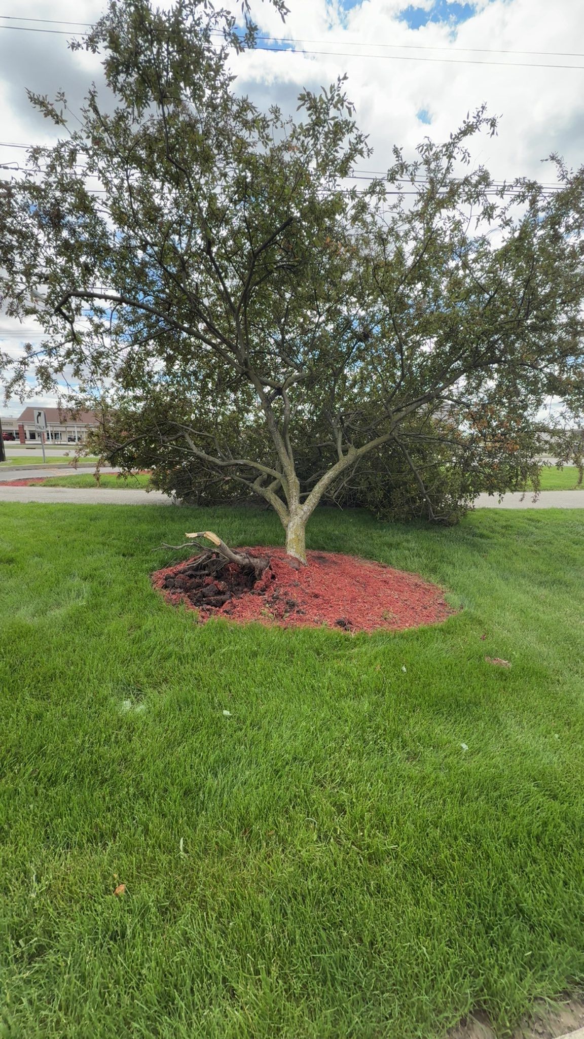 Small tree in a grassy yard with red mulch at the base under a cloudy sky