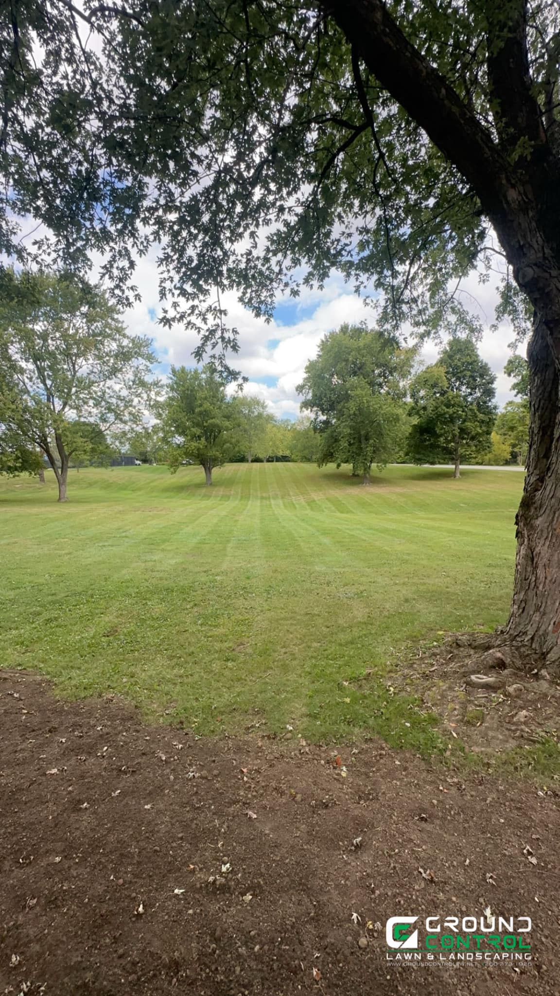 Grassy park with scattered trees under a cloudy sky, framed by a large tree trunk in the foreground