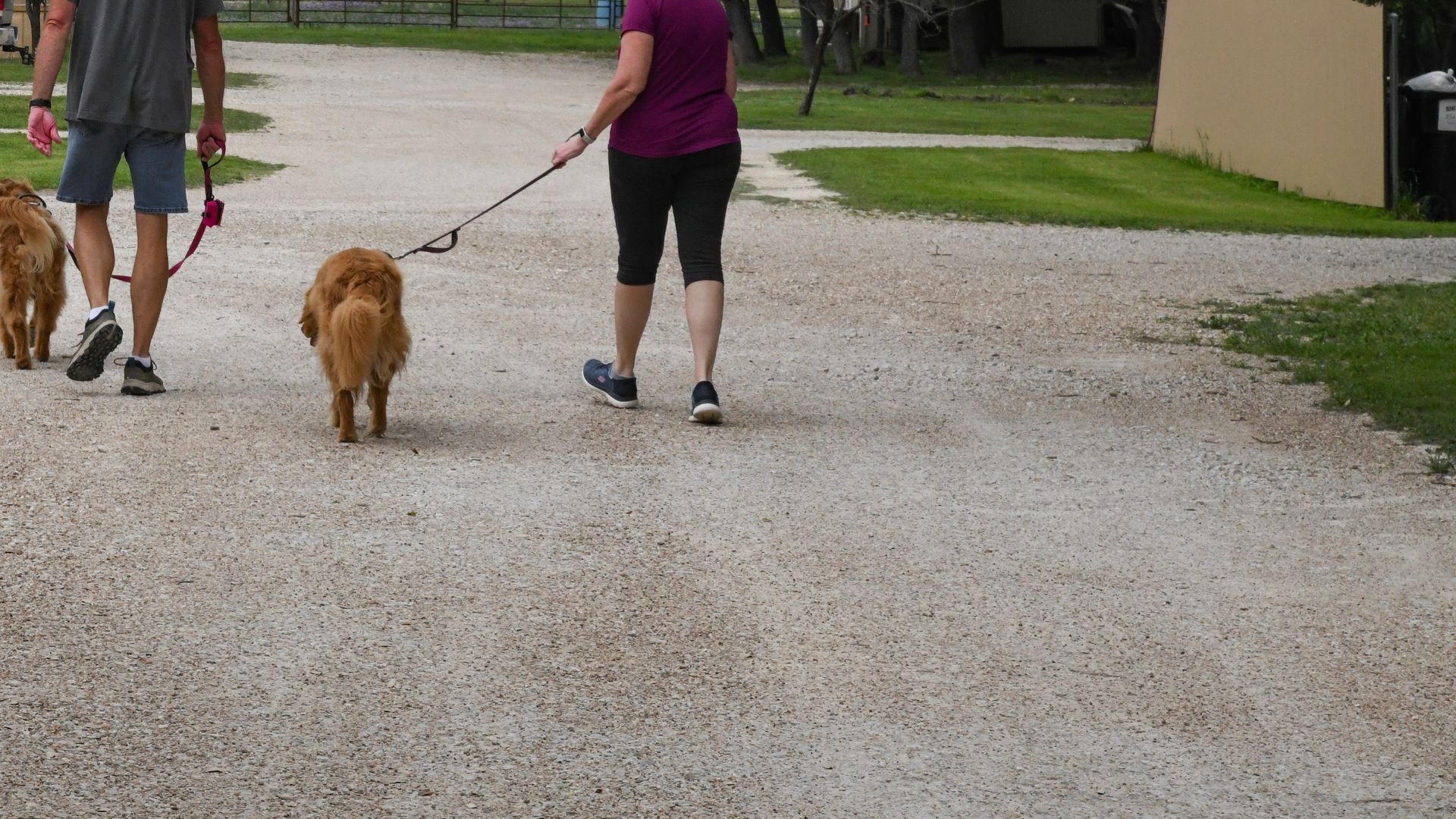 A man and a woman are walking two dogs on a gravel road.