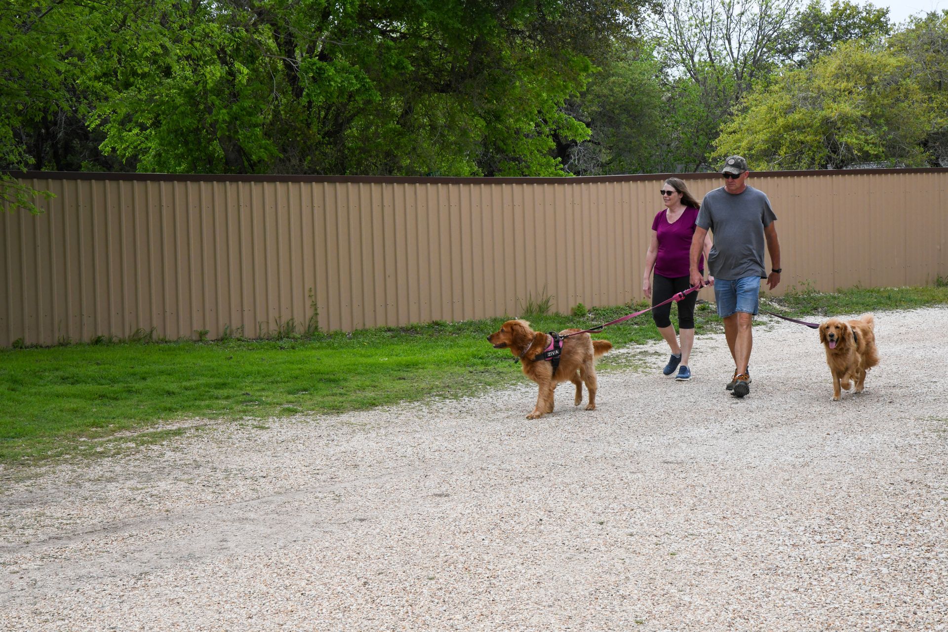 A man and a woman are walking two dogs on a gravel path.