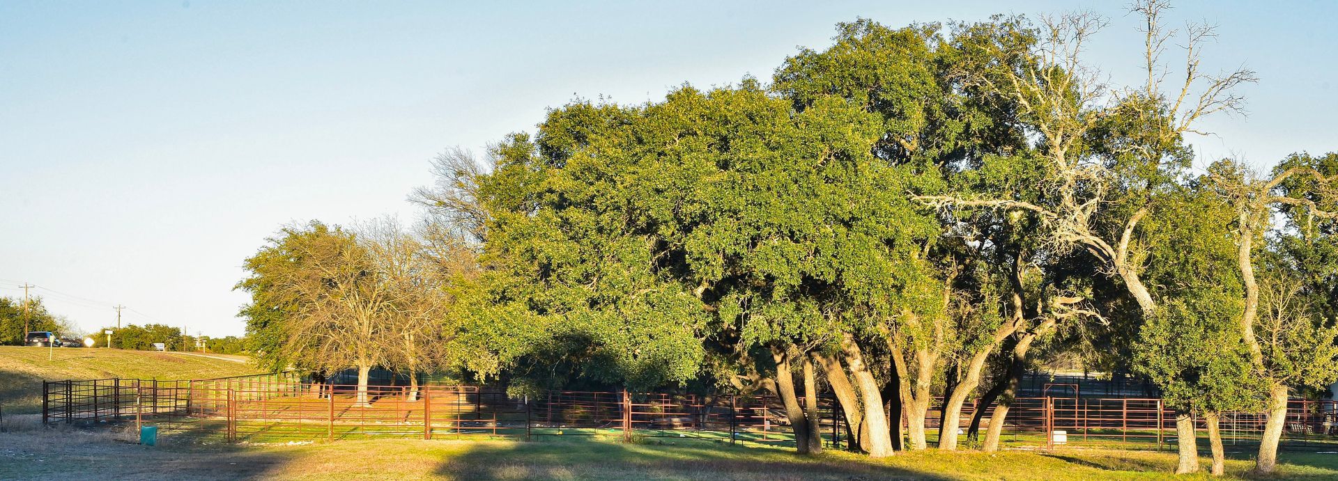 A large tree in the middle of a field with a fence in the background.
