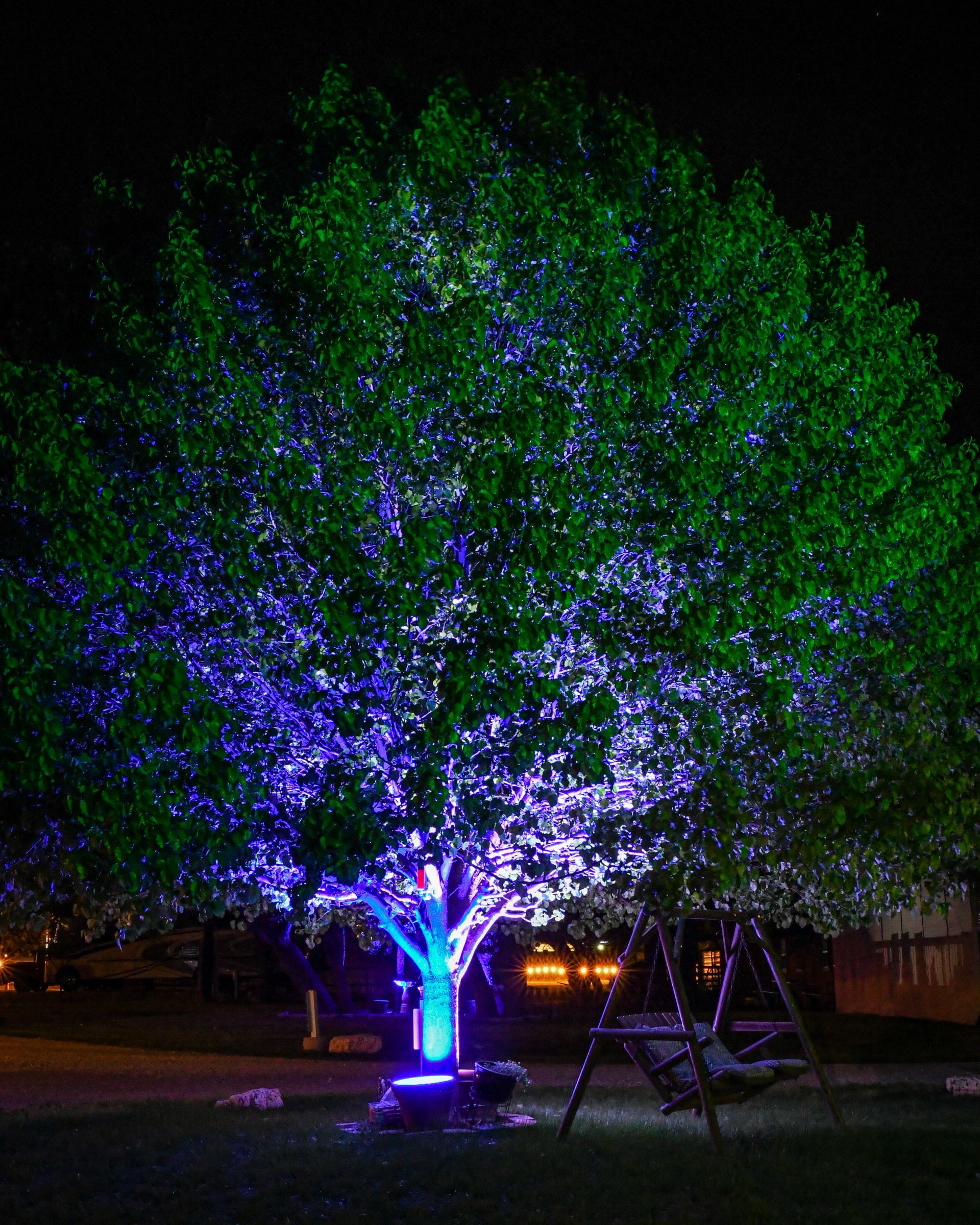 A tree is lit up with purple and green lights at night.