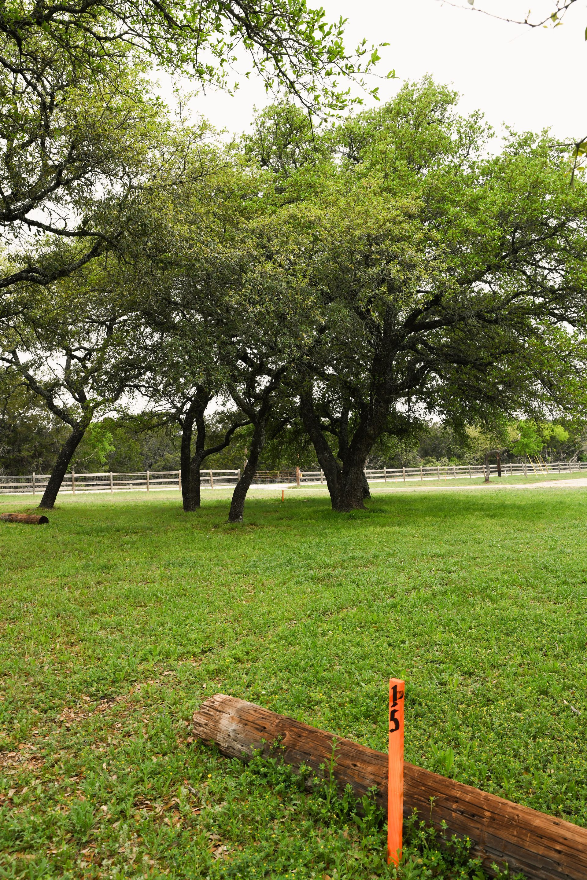 A row of trees in a grassy field with an orange pole in the foreground.