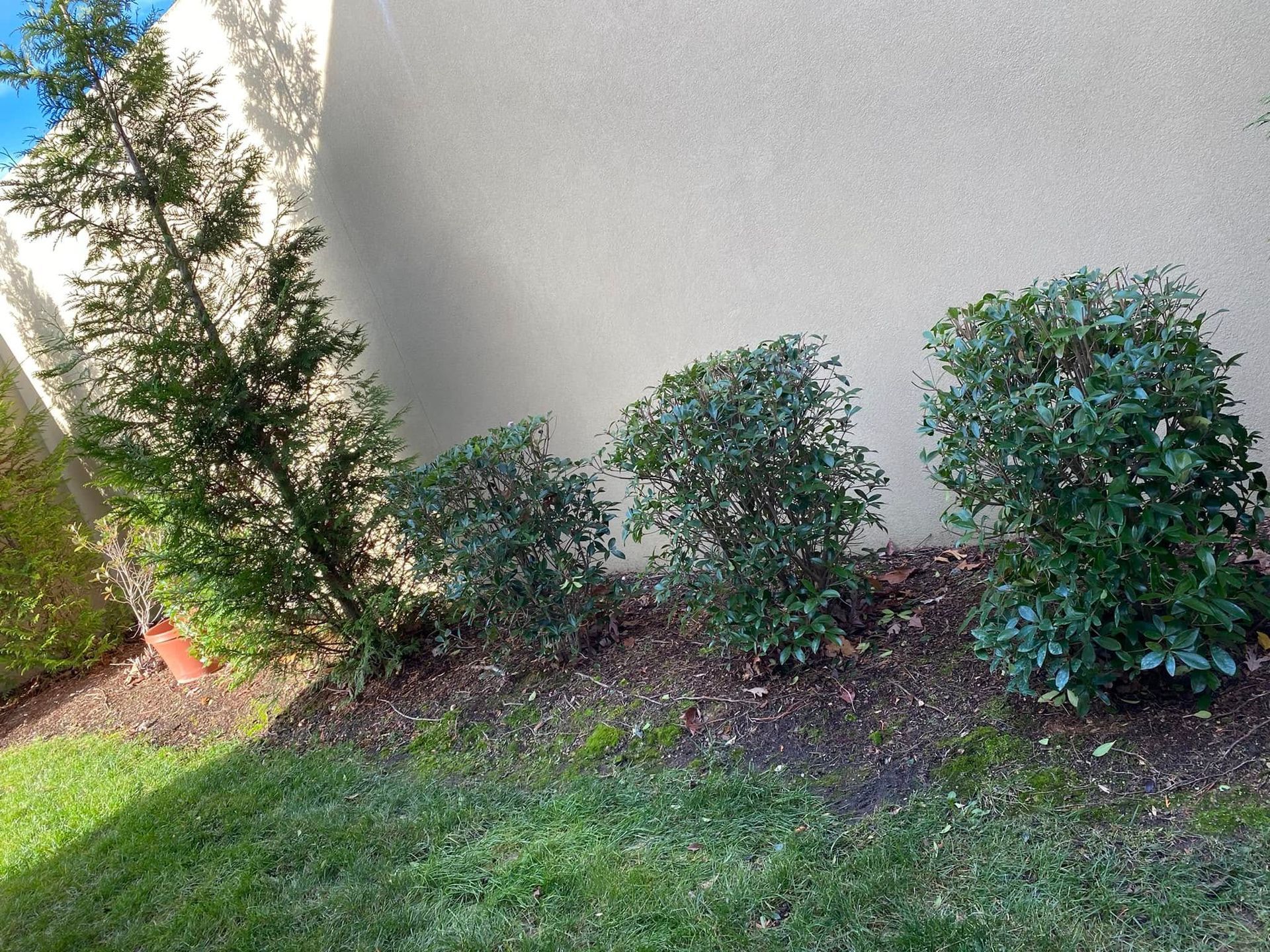 Row of small shrubs and a tree against a beige wall beside a grassy lawn
