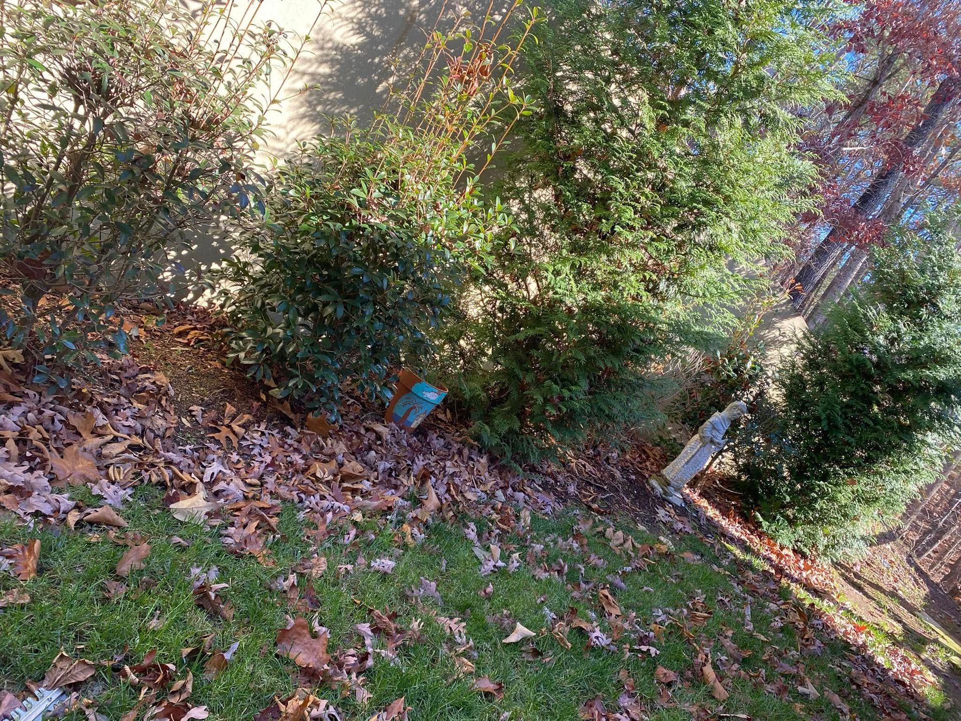 Leaf-covered yard with shrubs and trees, and a small blue object near the bushes.