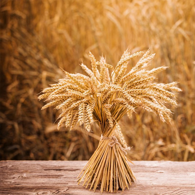 Tov Idee, Wekenfeest, Shavuot, pinksteren, Heilige Geest, , Christelijke kaarten, messiaanse kaarten, kaartje, bijbelteksten, gift, christelijke gift, moedim, God, Yeshua, Hashem, Bijbelse feesten, Woord, Bijbel, wet