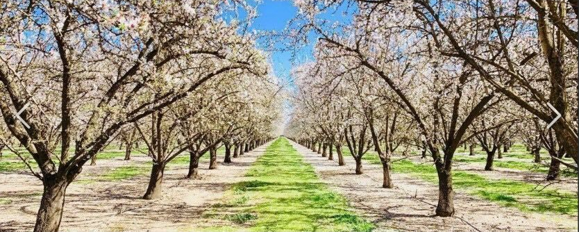 Blossoming orchard rows under a bright blue sky, with a grassy path leading into the distance