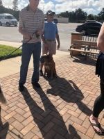 Two people standing with a dog on a brick sidewalk in bright sunlight near parked cars and a bench.