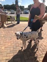 Dalmatian on a leash standing on a brick walkway, with people gathered nearby outdoors
