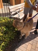 Dog on a leash sniffing bushes beside a bench on a sunny paved walkway