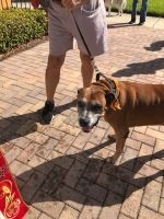 Brown dog on a leash standing on a brick path beside a person’s legs in a sunny outdoor area
