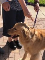 Golden retriever on a leash beside a person’s legs on a sunny brick walkway
