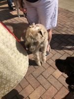 Two dogs on leashes beside a person in shorts on a brick walkway, with a tan wall nearby